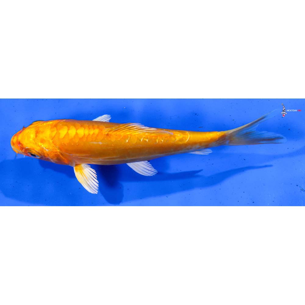 6” Imported Doitsu Orenji Ogon