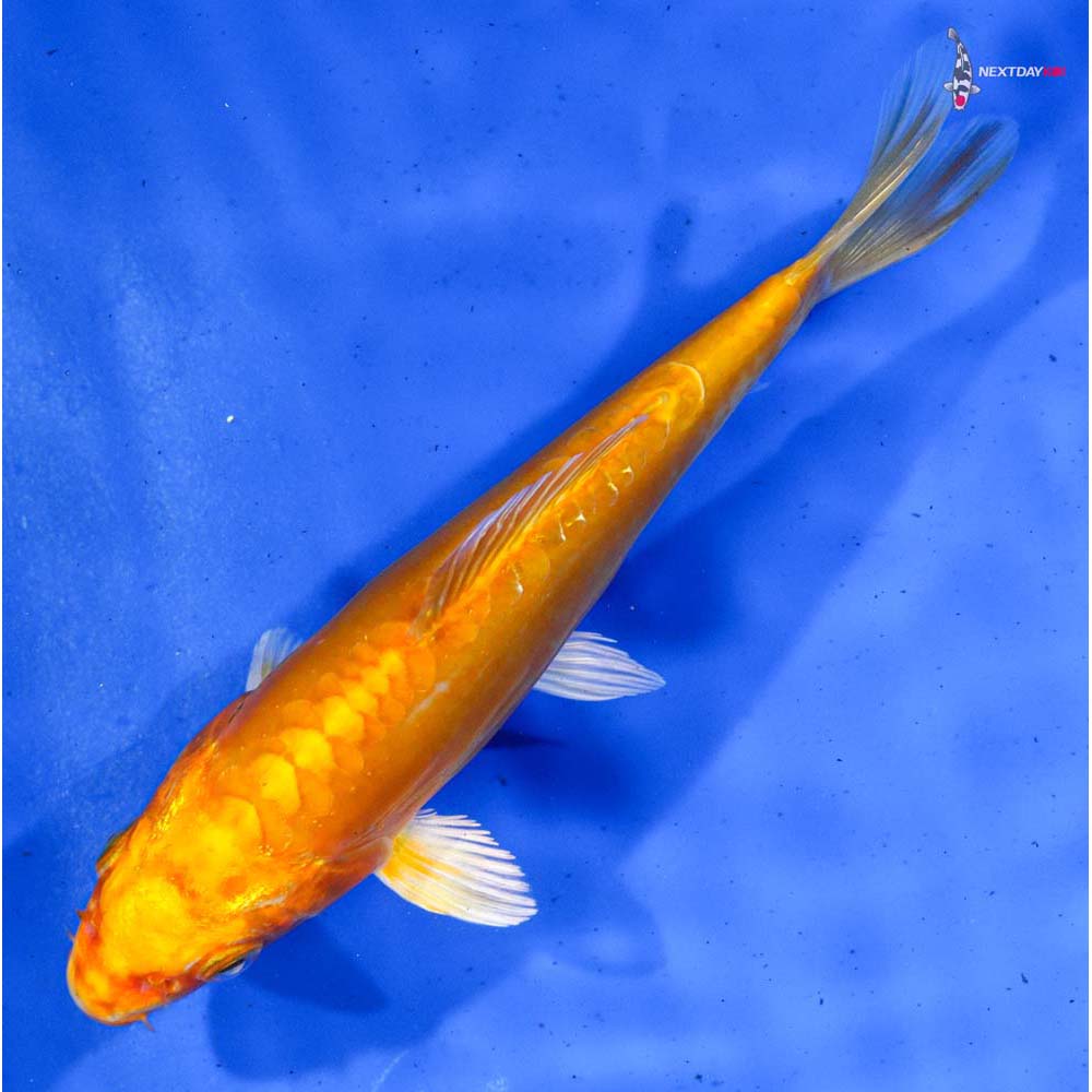 6” Imported Doitsu Orenji Ogon