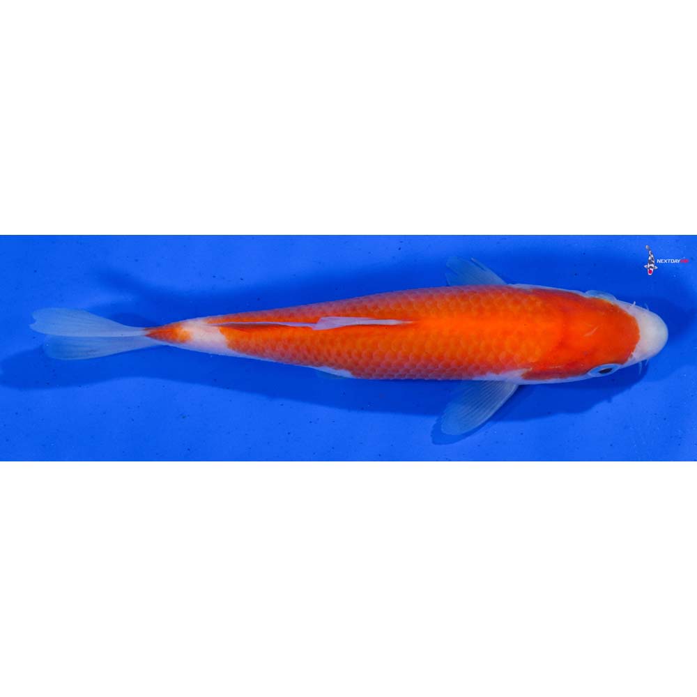6” Imported Kohaku