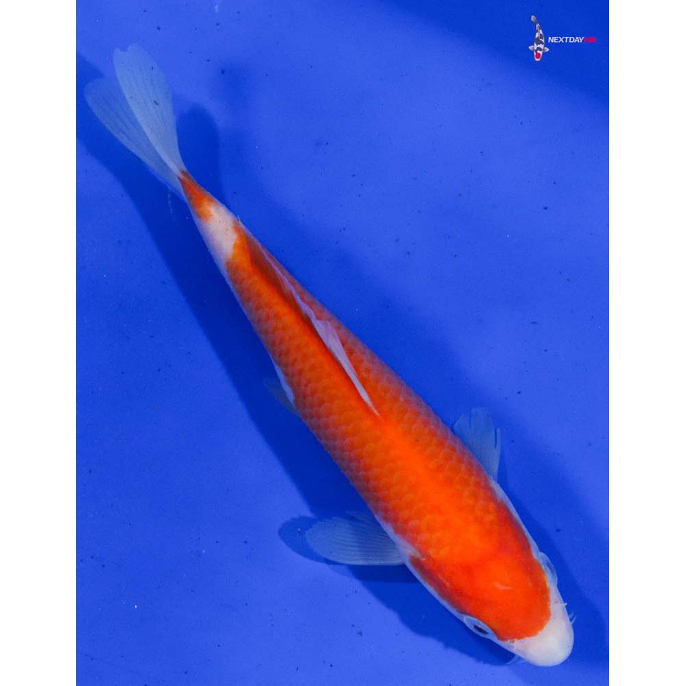 6” Imported Kohaku