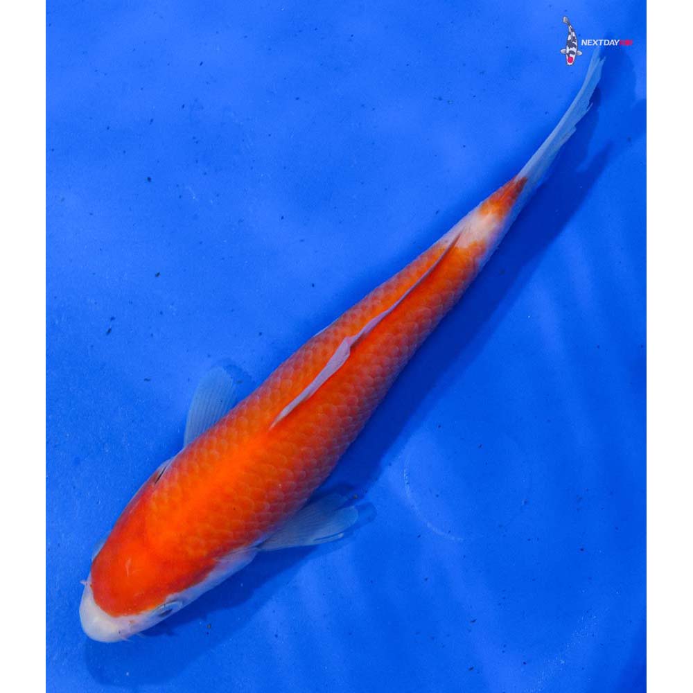 6” Imported Kohaku