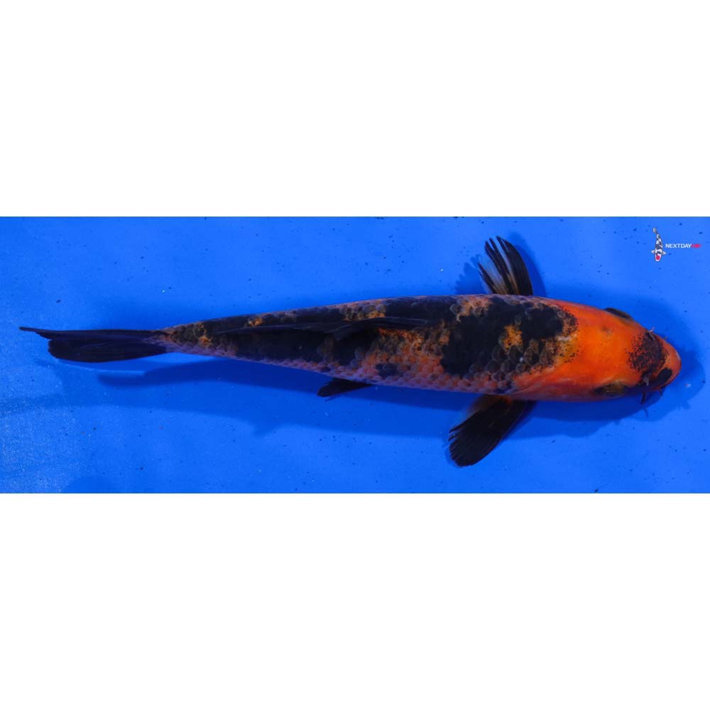 6.5” Imported Aka Bekko