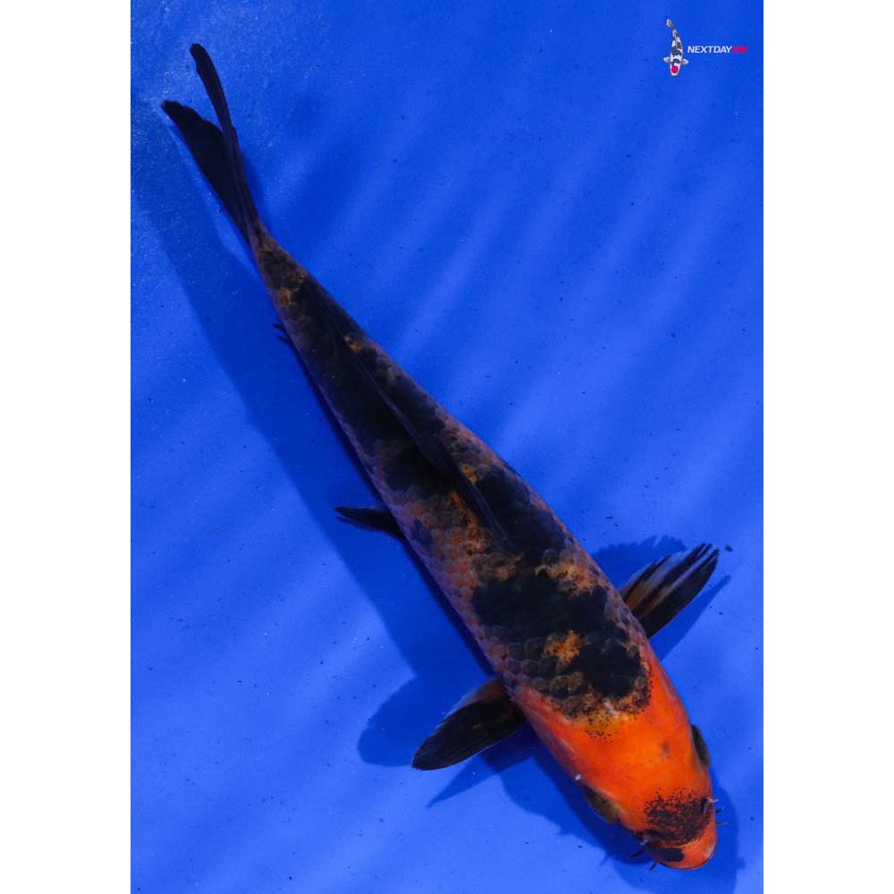 6.5” Imported Aka Bekko