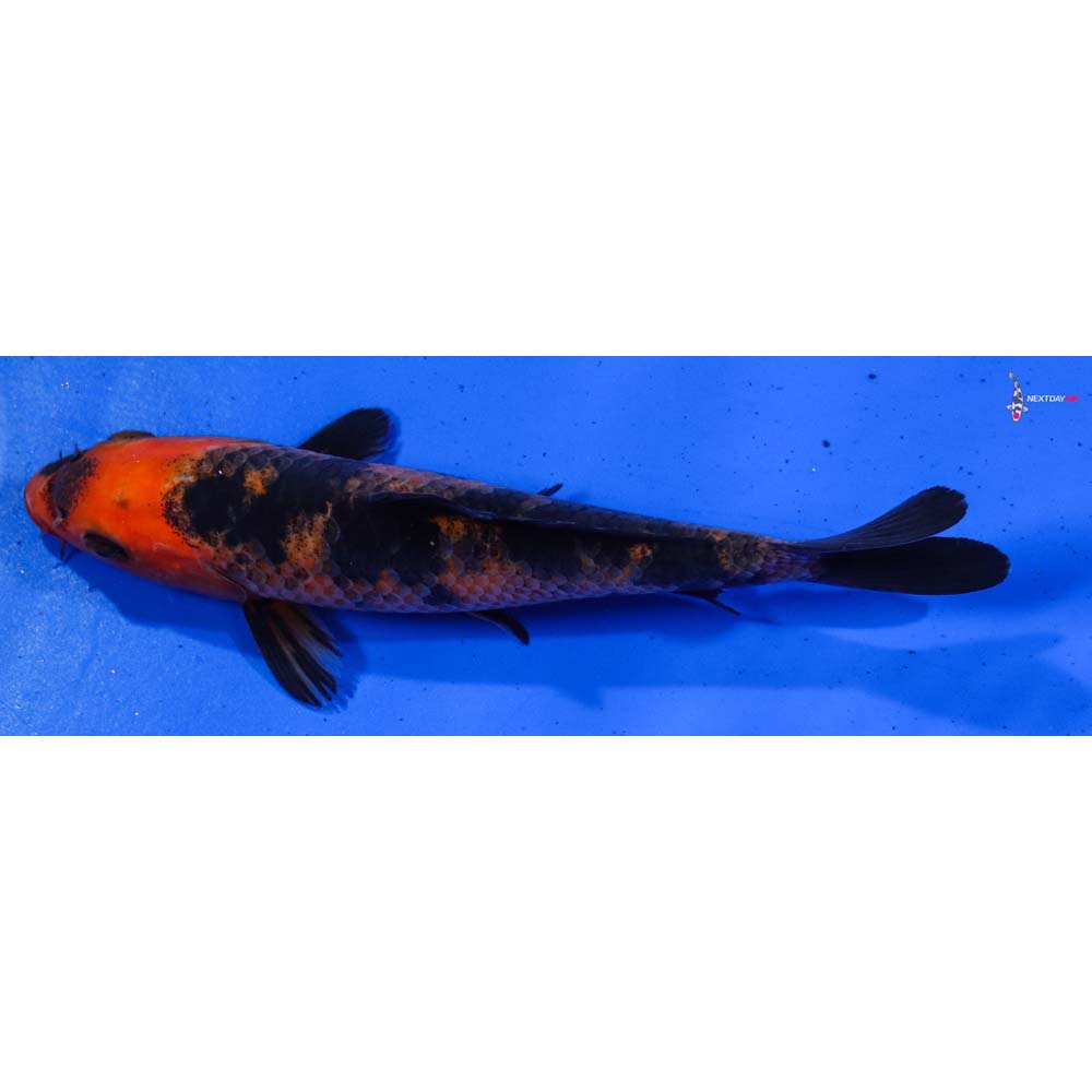 6.5” Imported Aka Bekko