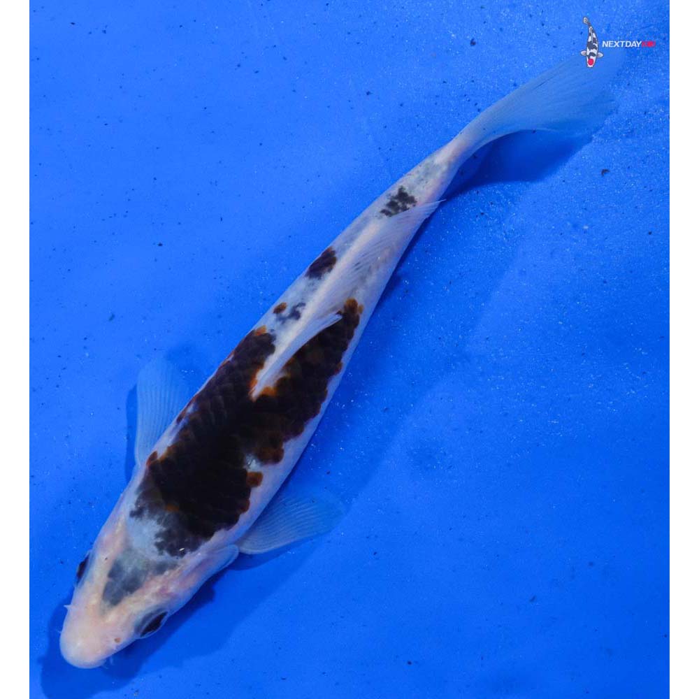 6.5” Imported Goromo