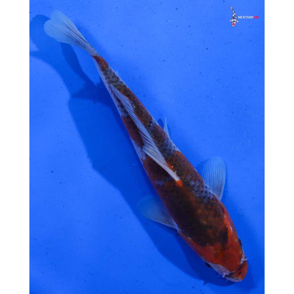 6.5” Imported Goshiki