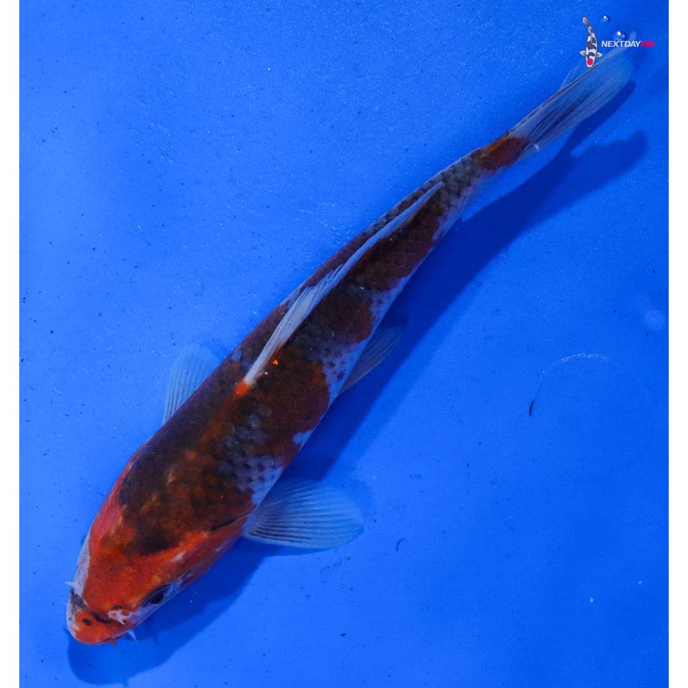 6.5” Imported Goshiki