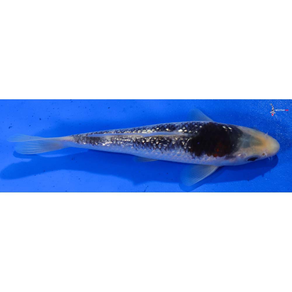 7” Imported Gin Rin Goromo