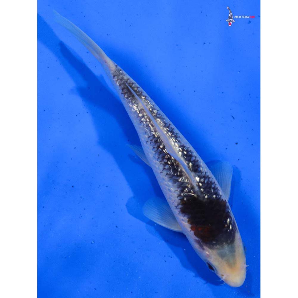 7” Imported Gin Rin Goromo