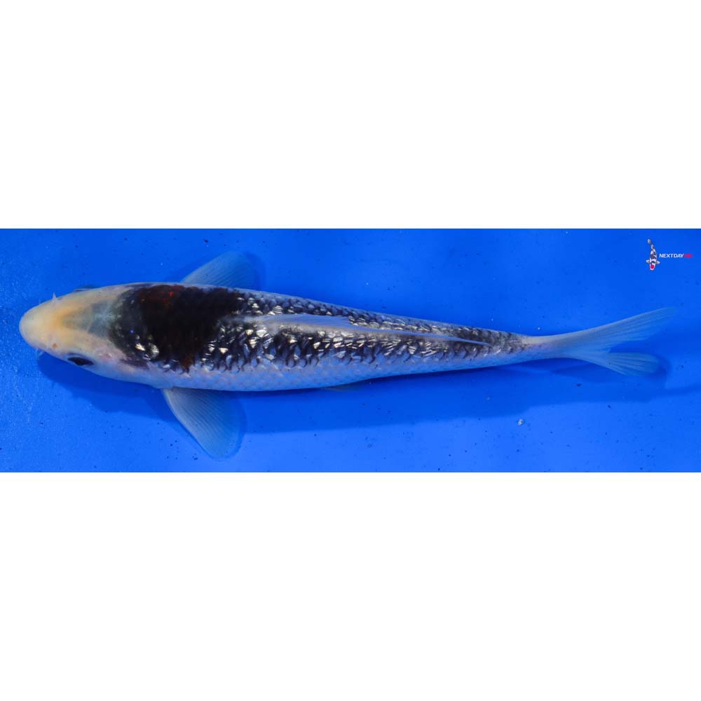 7” Imported Gin Rin Goromo