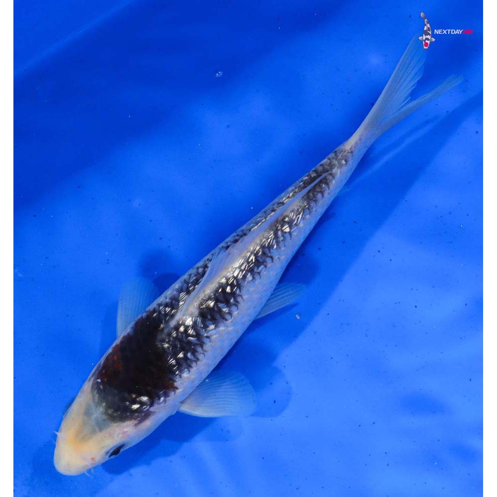 7” Imported Gin Rin Goromo