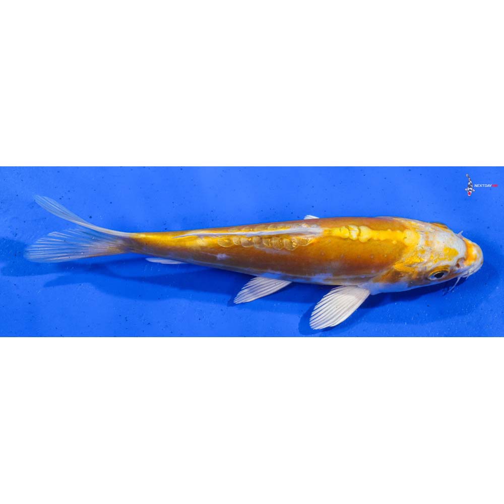 7” Imported Doitsu Lemon Hariwake