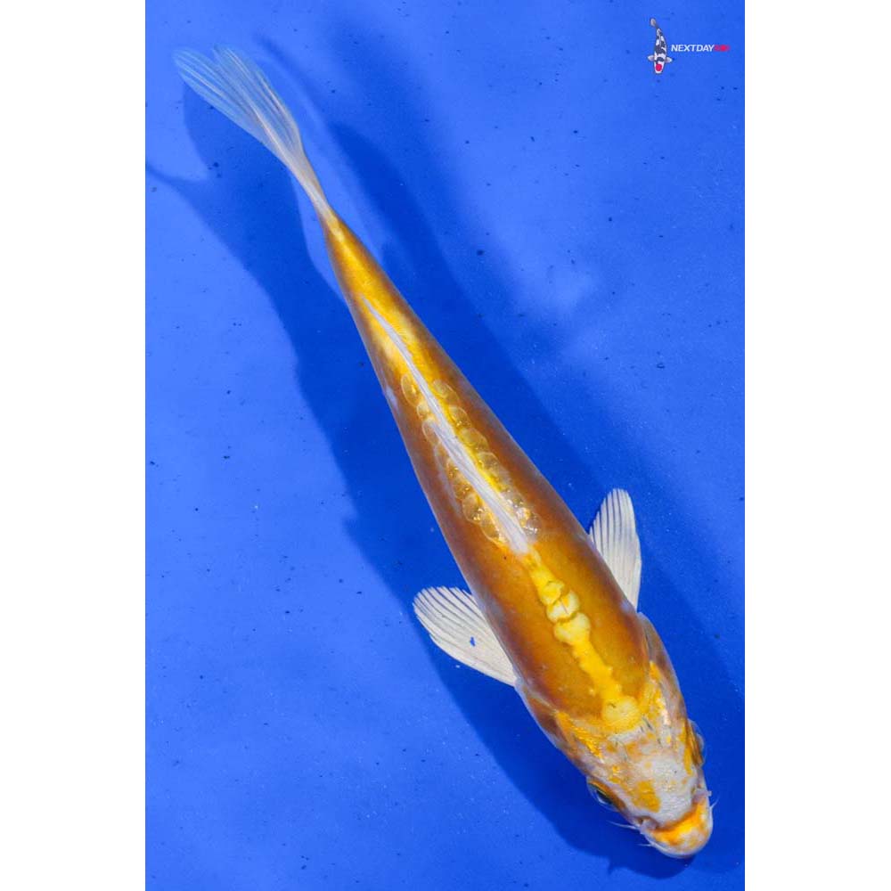 7” Imported Doitsu Lemon Hariwake