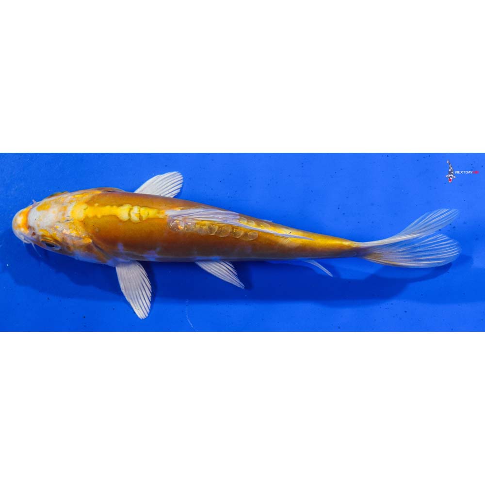 7” Imported Doitsu Lemon Hariwake