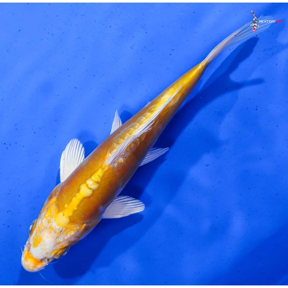 7” Imported Doitsu Lemon Hariwake