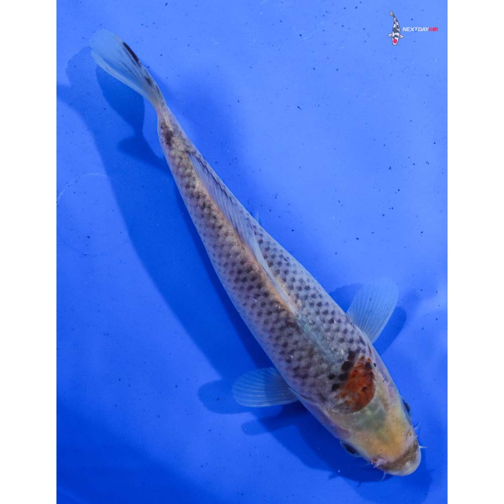 7” Imported Goshiki