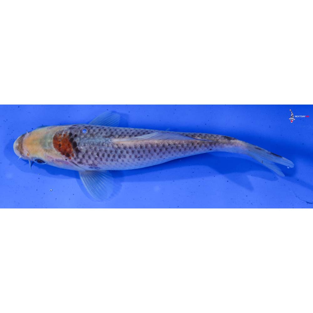 7” Imported Goshiki