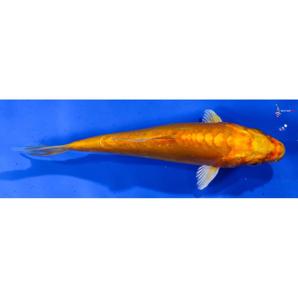 6” Imported Doitsu Orenji Ogon