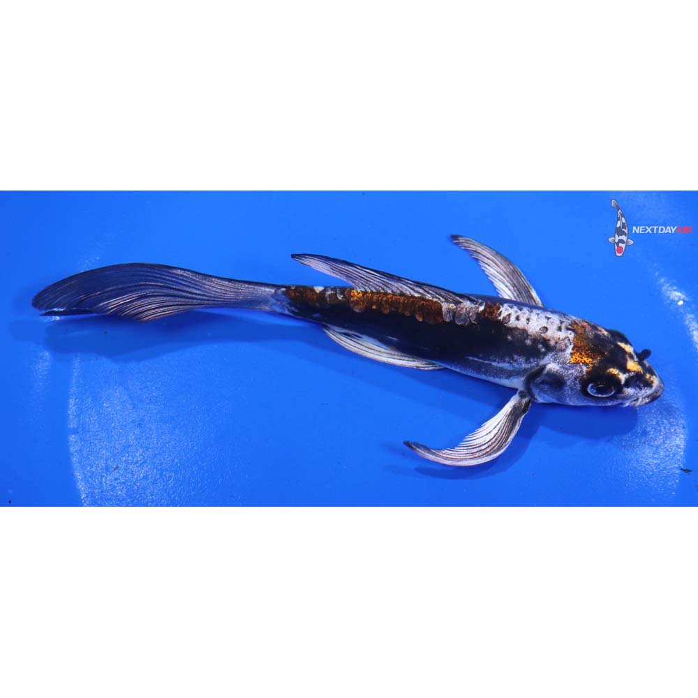 6” Imported Kin Kikokuryu Butterfly Koi