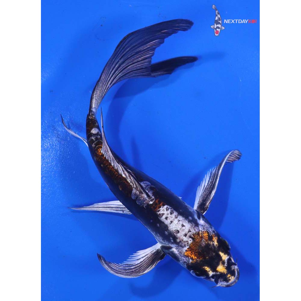 6” Imported Kin Kikokuryu Butterfly Koi