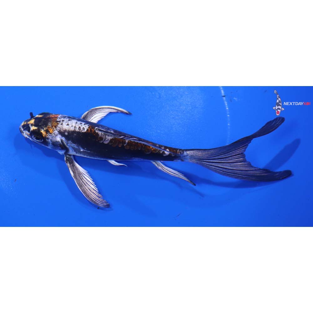 6” Imported Kin Kikokuryu Butterfly Koi