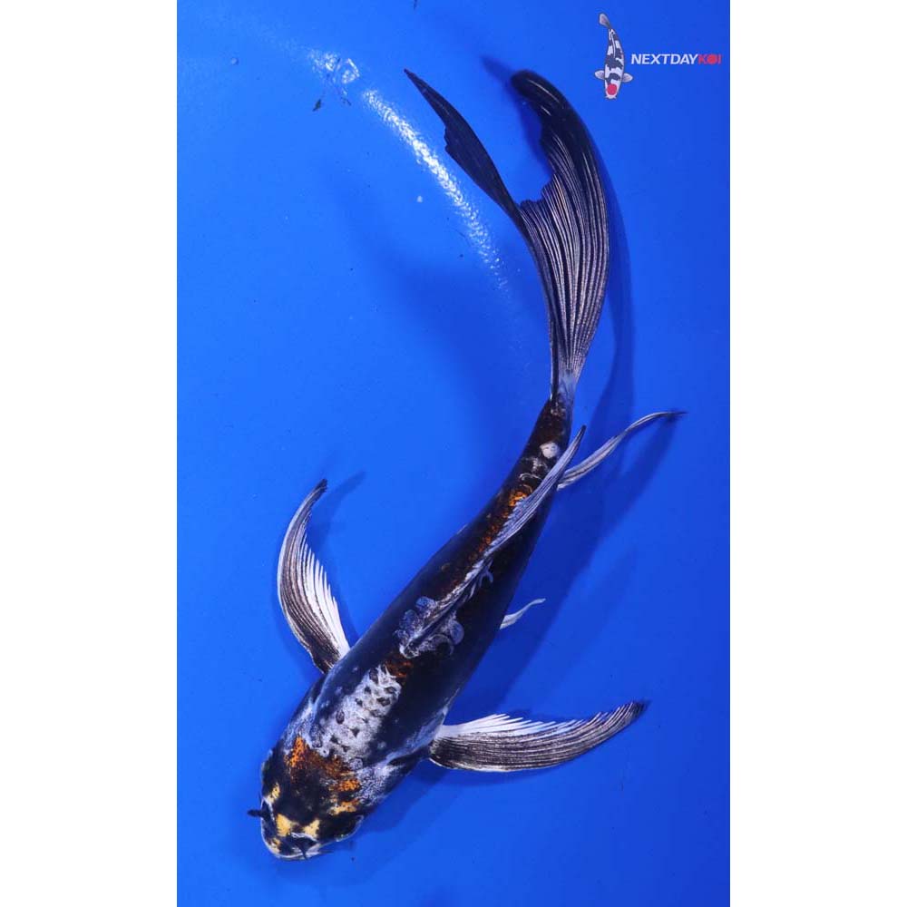 6” Imported Kin Kikokuryu Butterfly Koi