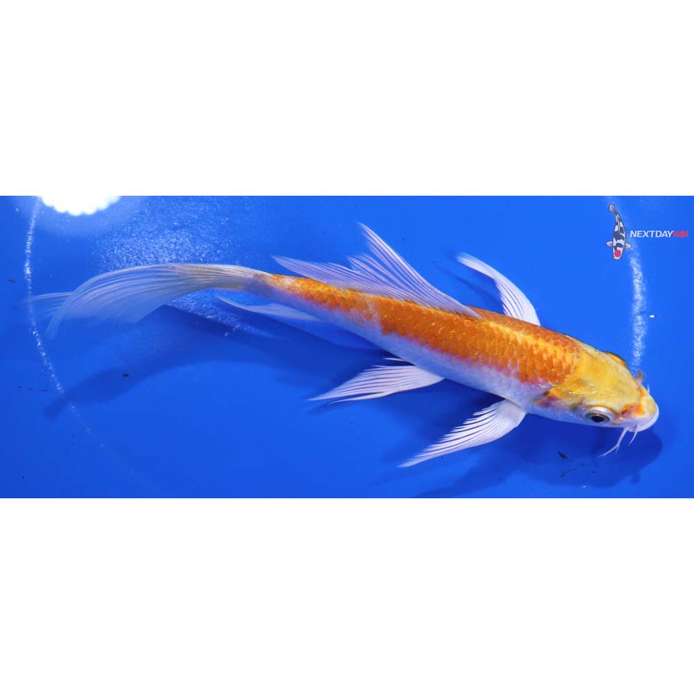6” Imported Lemon Hariwake Butterfly Koi