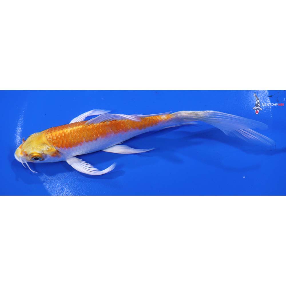 6” Imported Lemon Hariwake Butterfly Koi