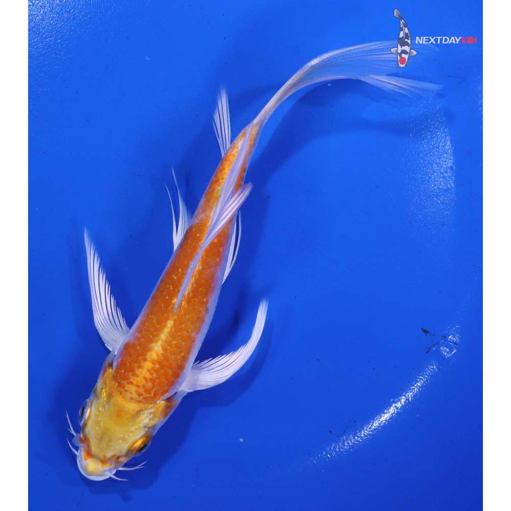 6” Imported Lemon Hariwake Butterfly Koi