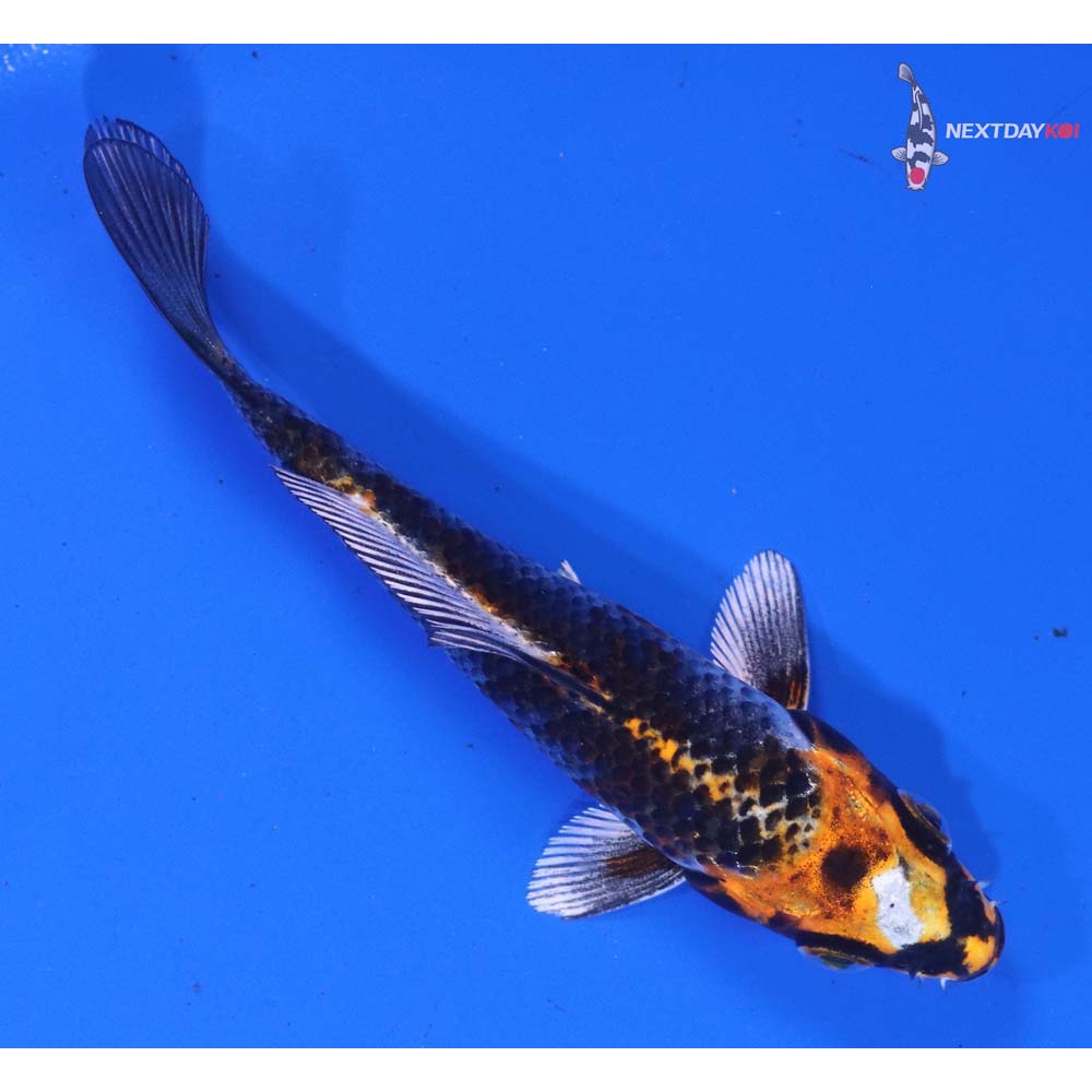 4” Imported Kujaku