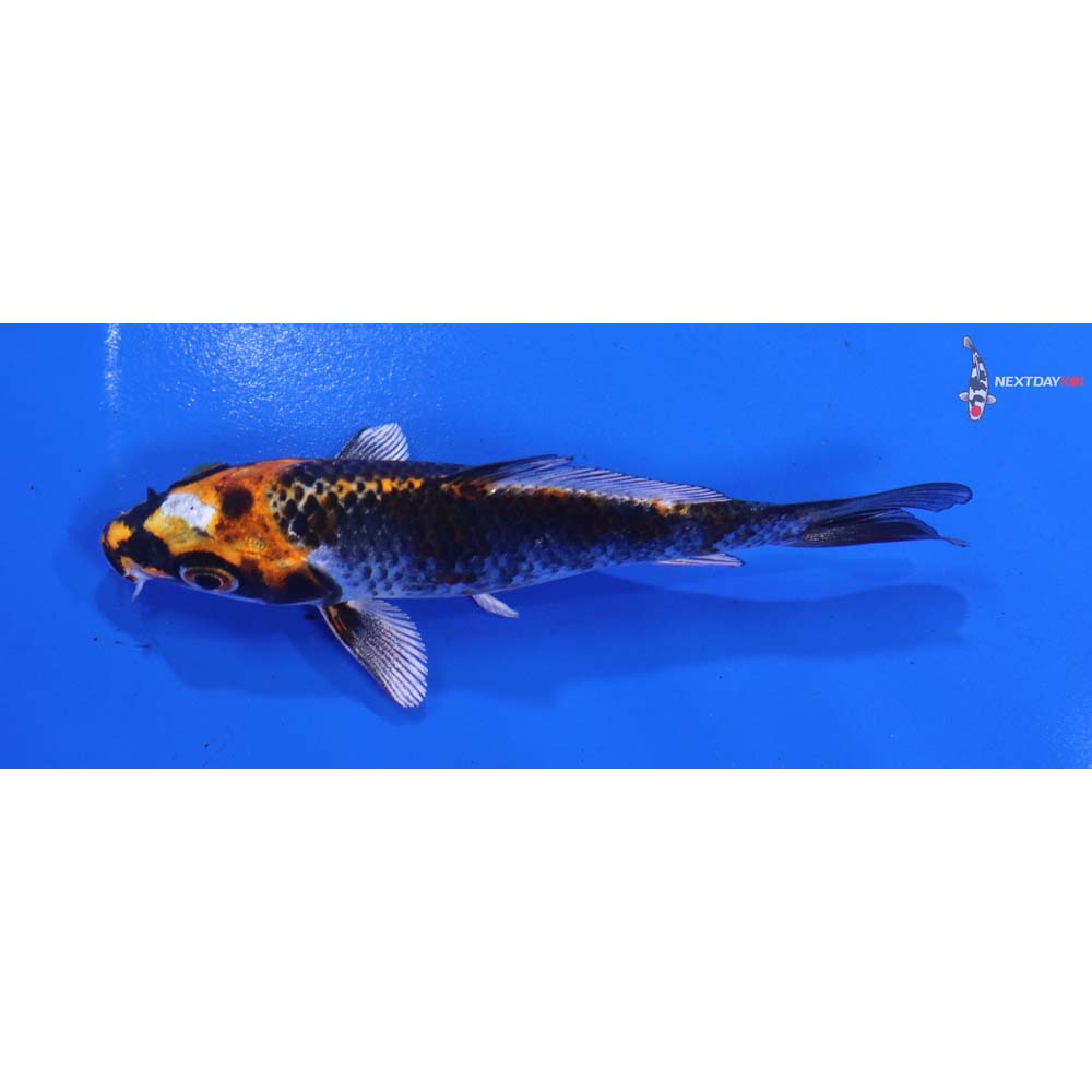 4” Imported Kujaku