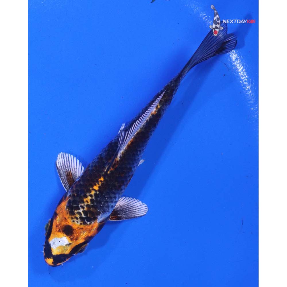 4” Imported Kujaku