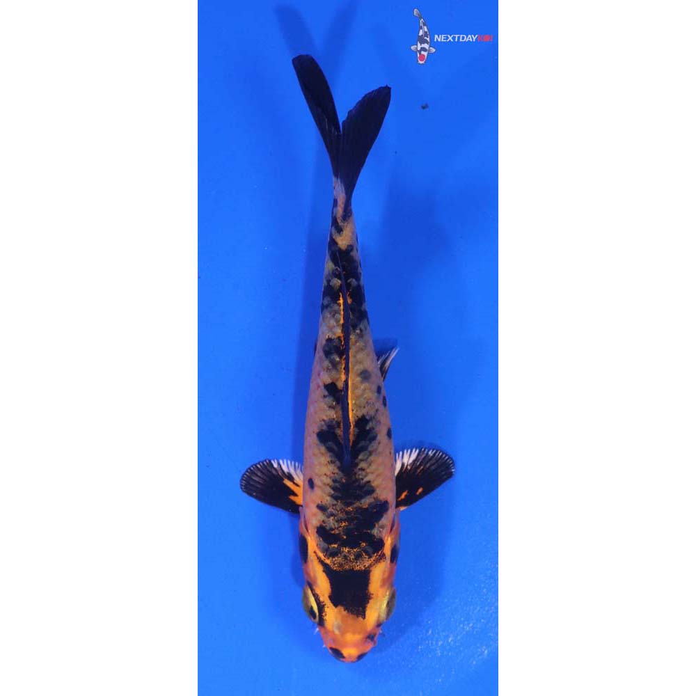 4” Imported Kin Aka Bekko