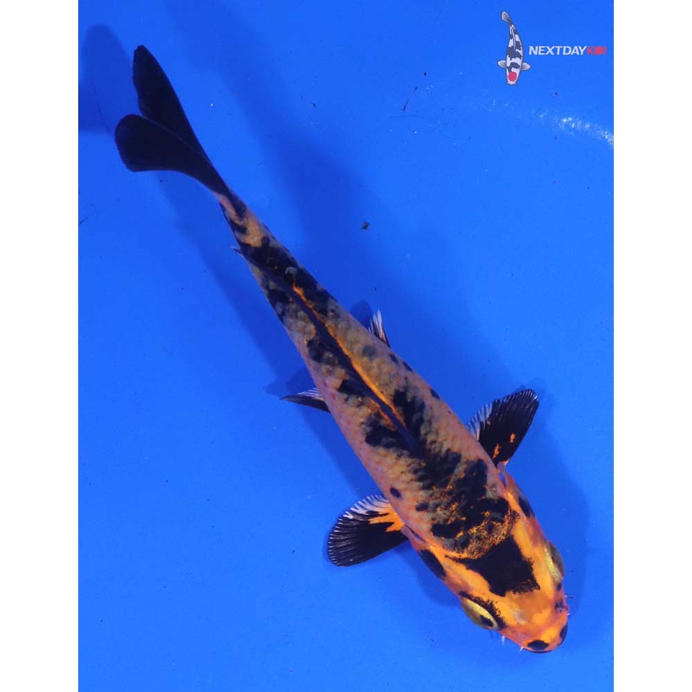 4” Imported Kin Aka Bekko