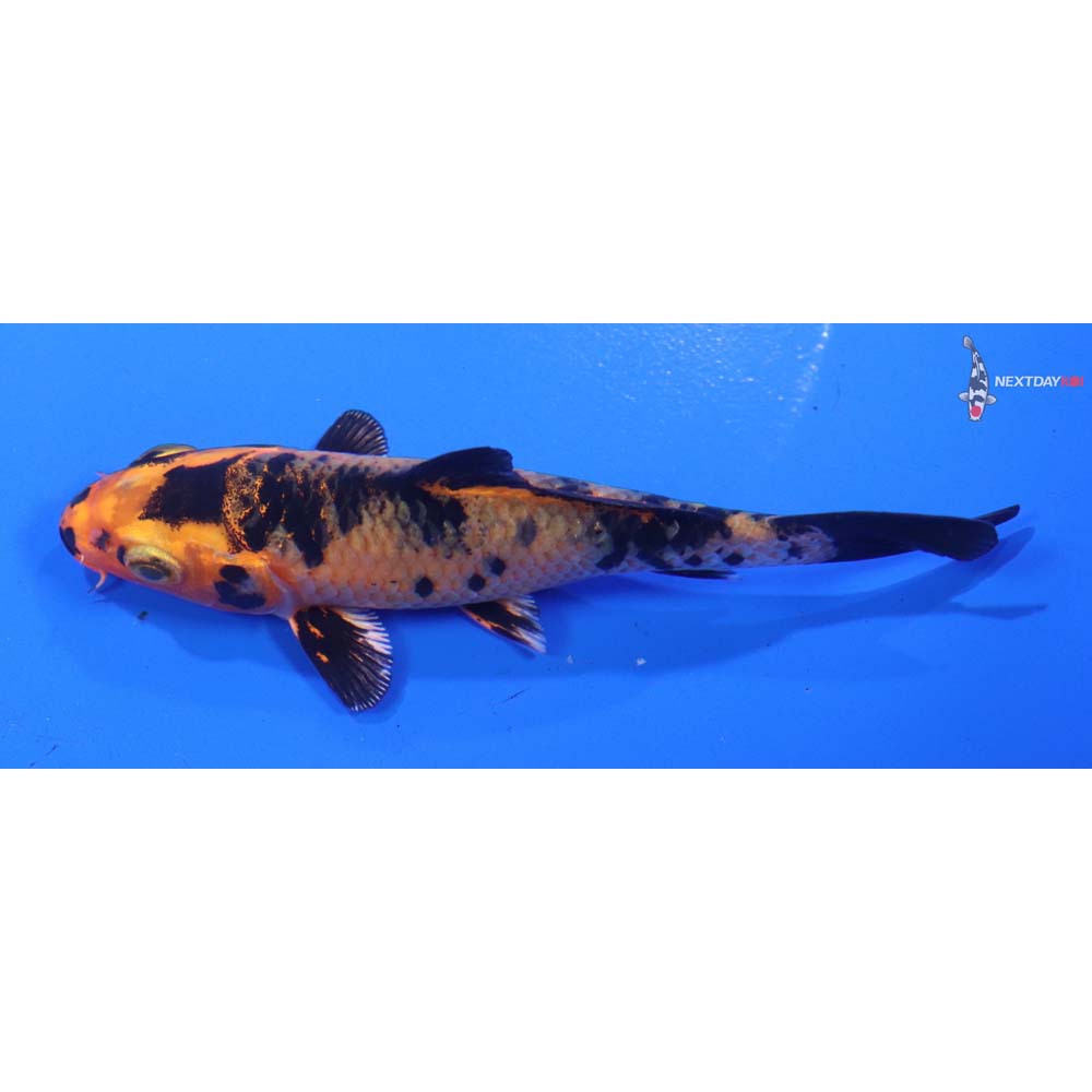 4” Imported Kin Aka Bekko