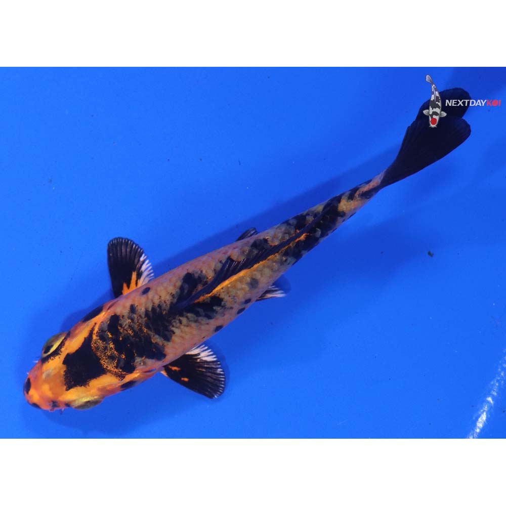 4” Imported Kin Aka Bekko