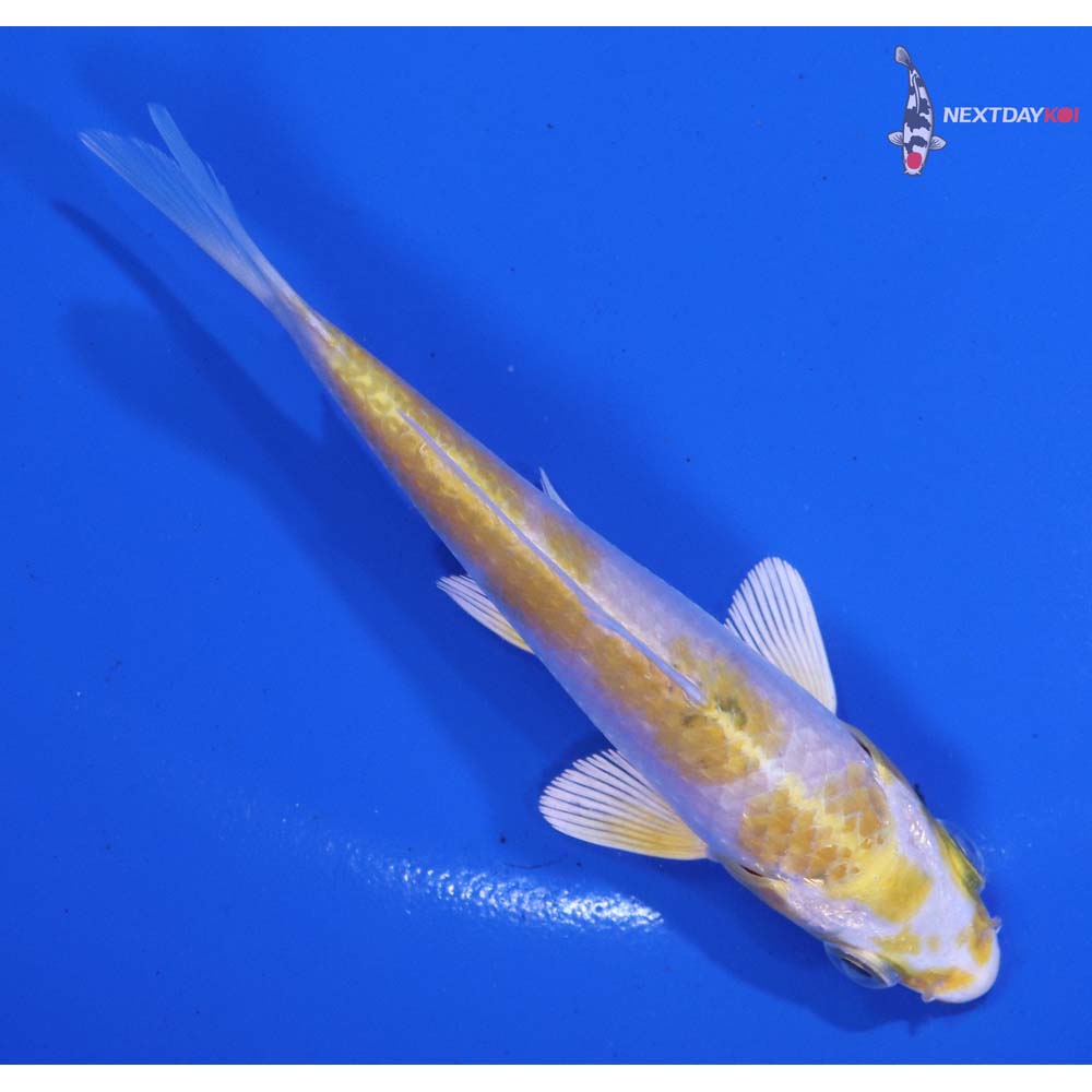 4” Imported Lemon Hariwake