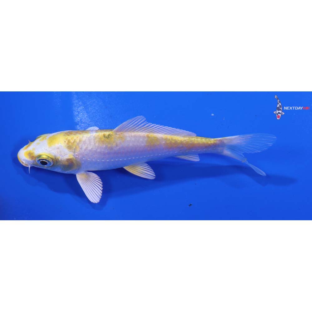4” Imported Lemon Hariwake