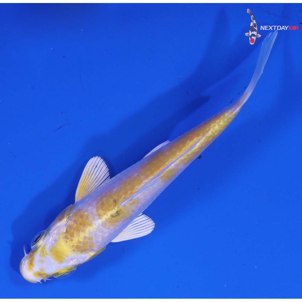 4” Imported Lemon Hariwake