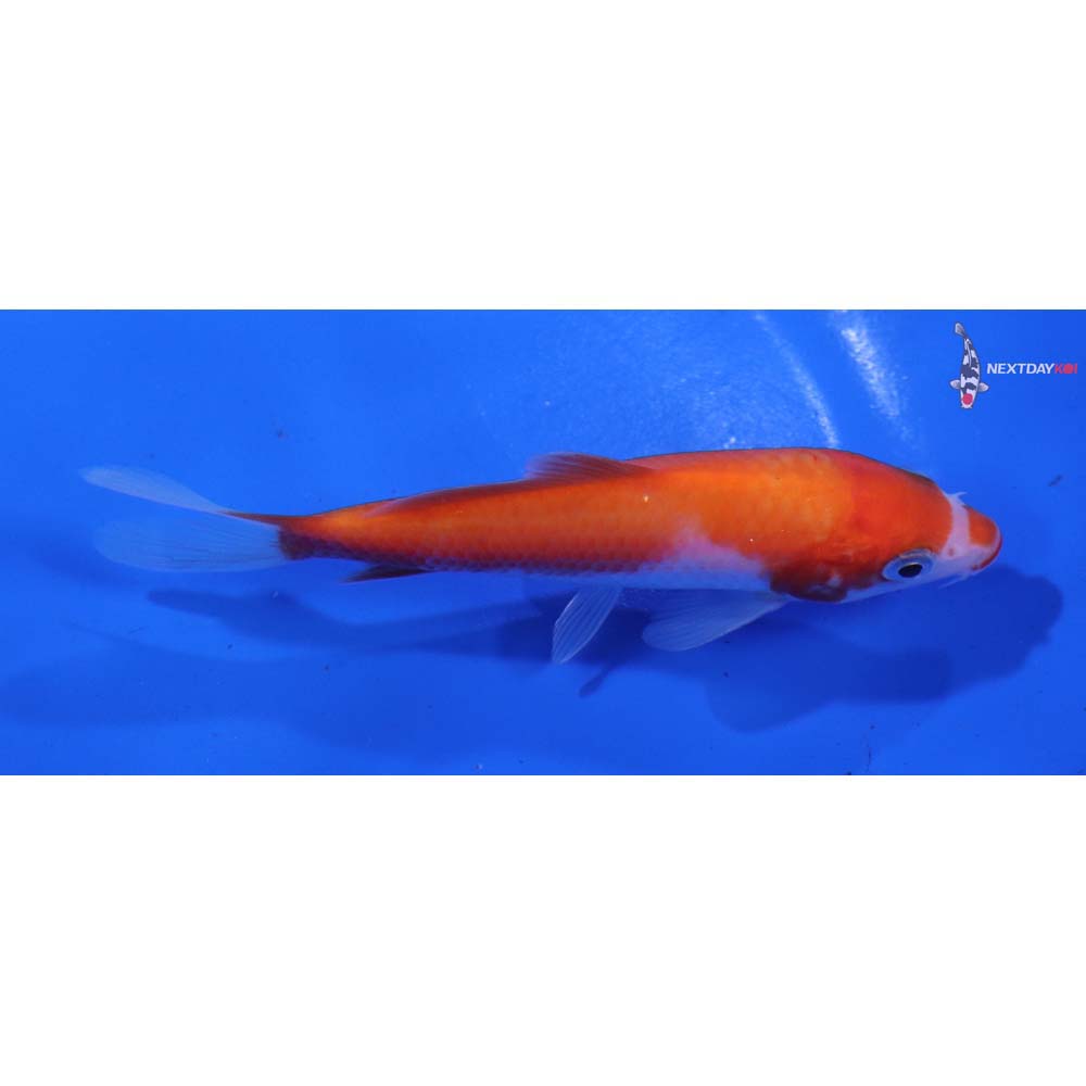4” Imported Kohaku