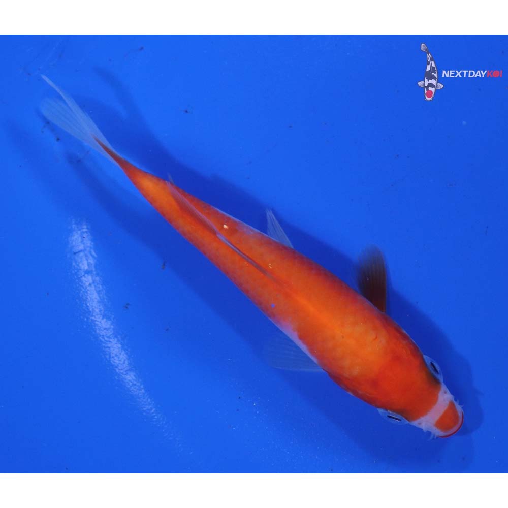 4” Imported Kohaku
