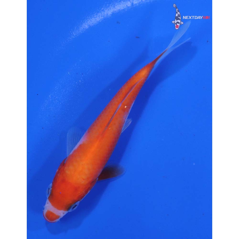 4” Imported Kohaku