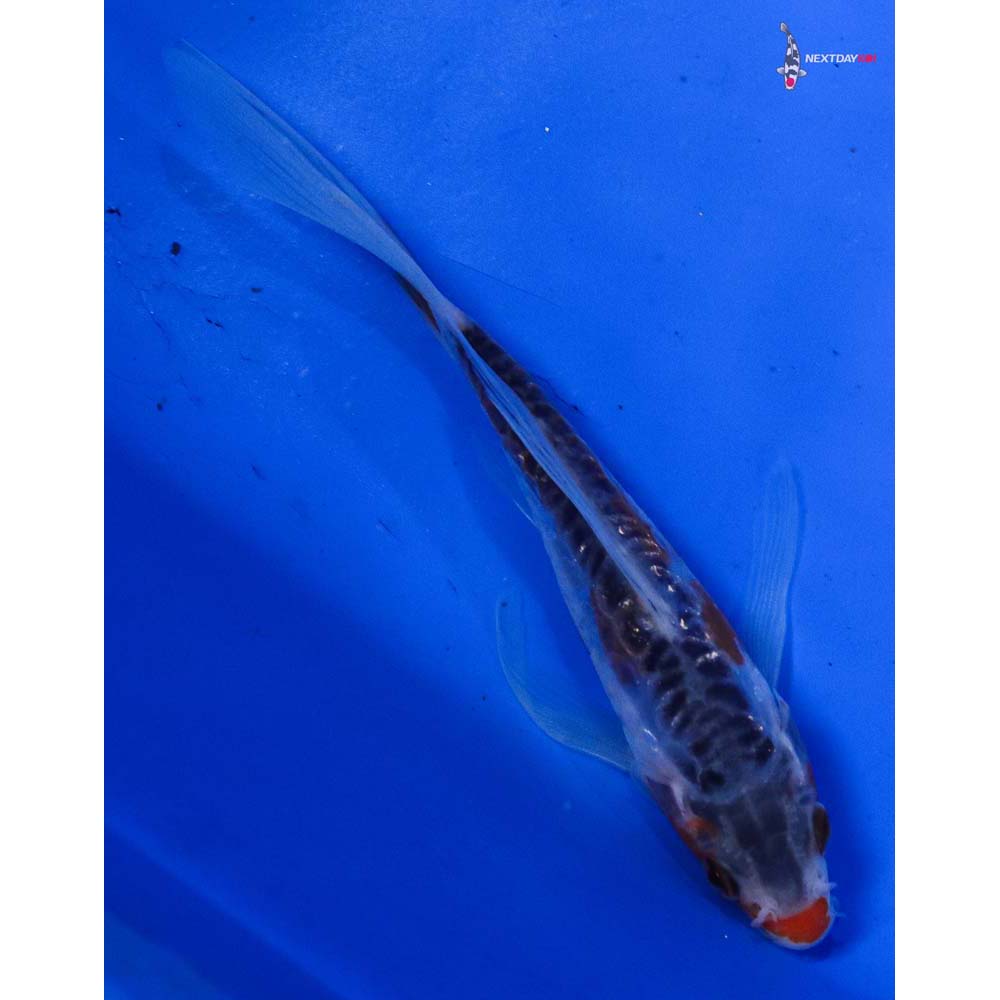 4.5” Imported Shusui Butterfly Koi