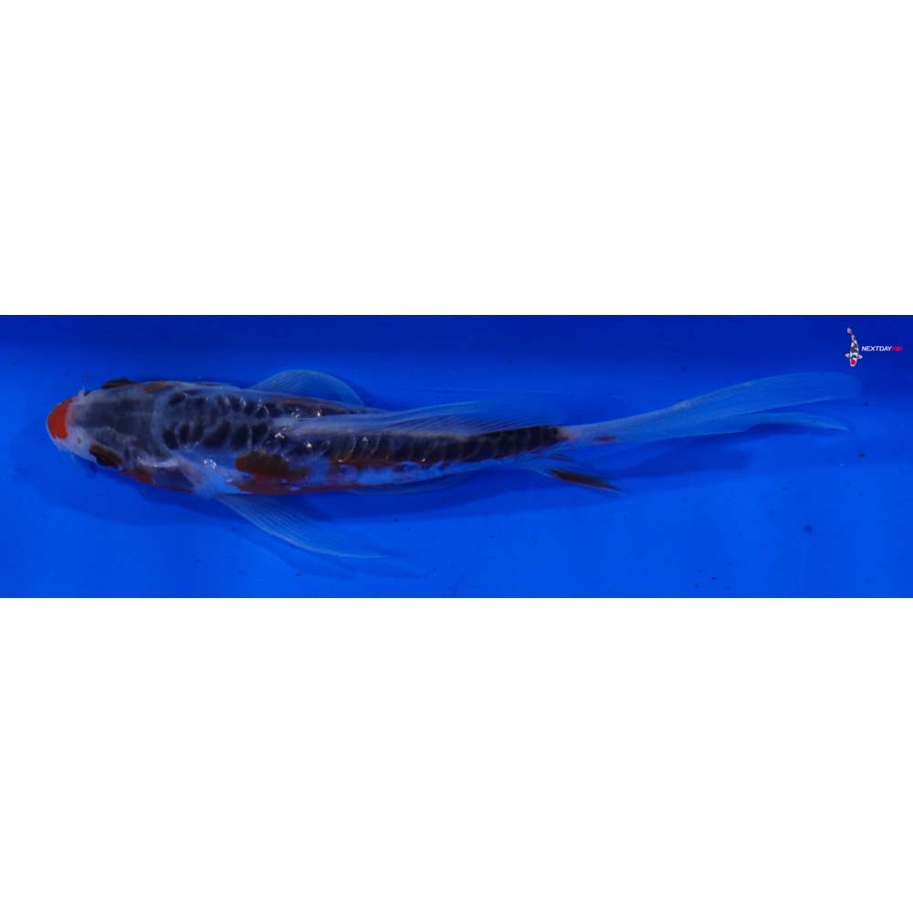 4.5” Imported Shusui Butterfly Koi