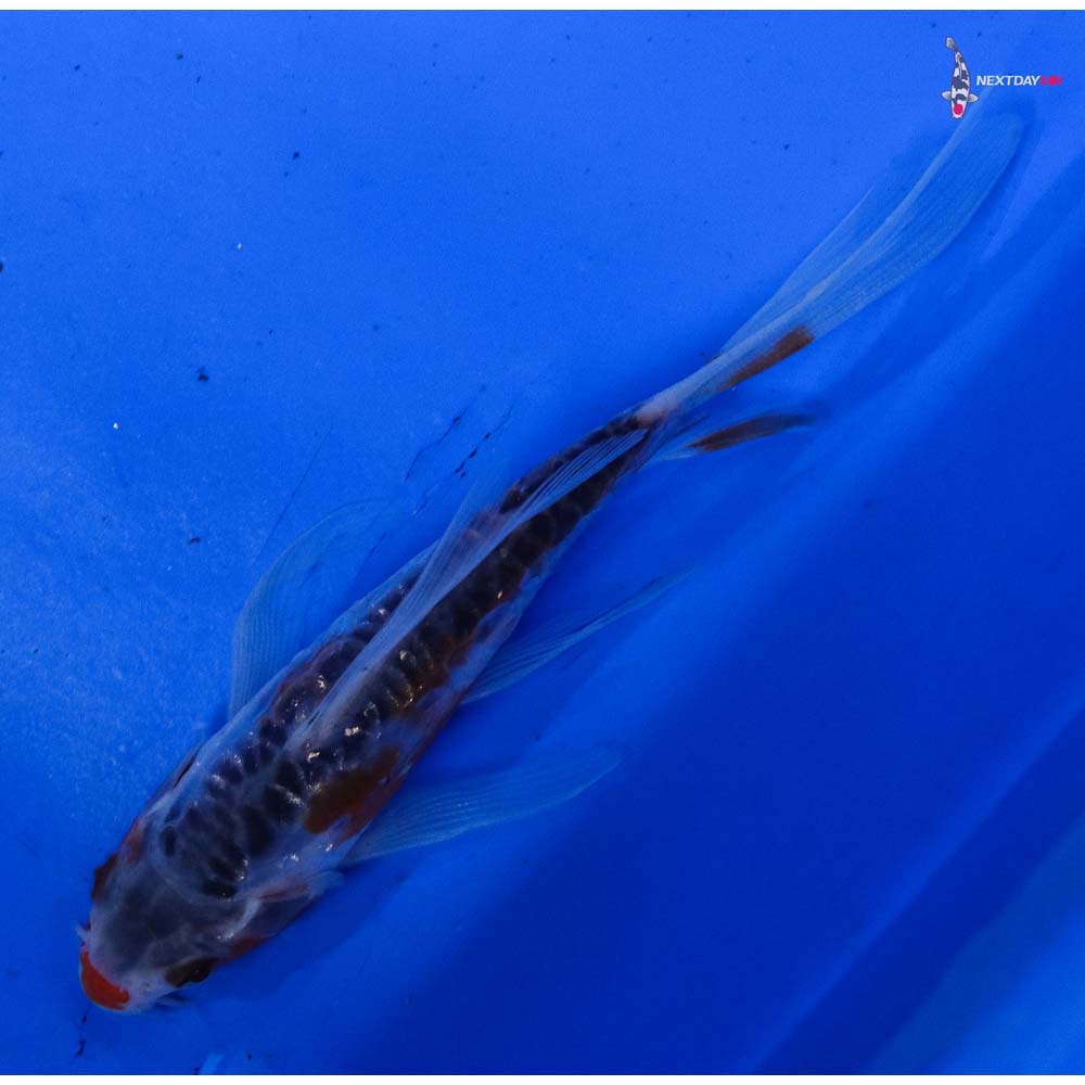 4.5” Imported Shusui Butterfly Koi