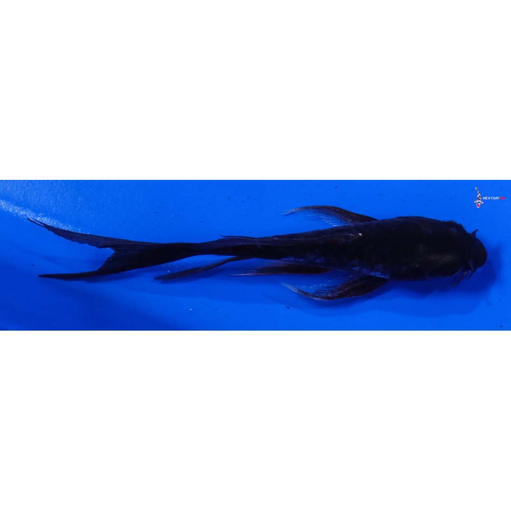 4.5” Imported Doitsu Karasu Butterfly Koi