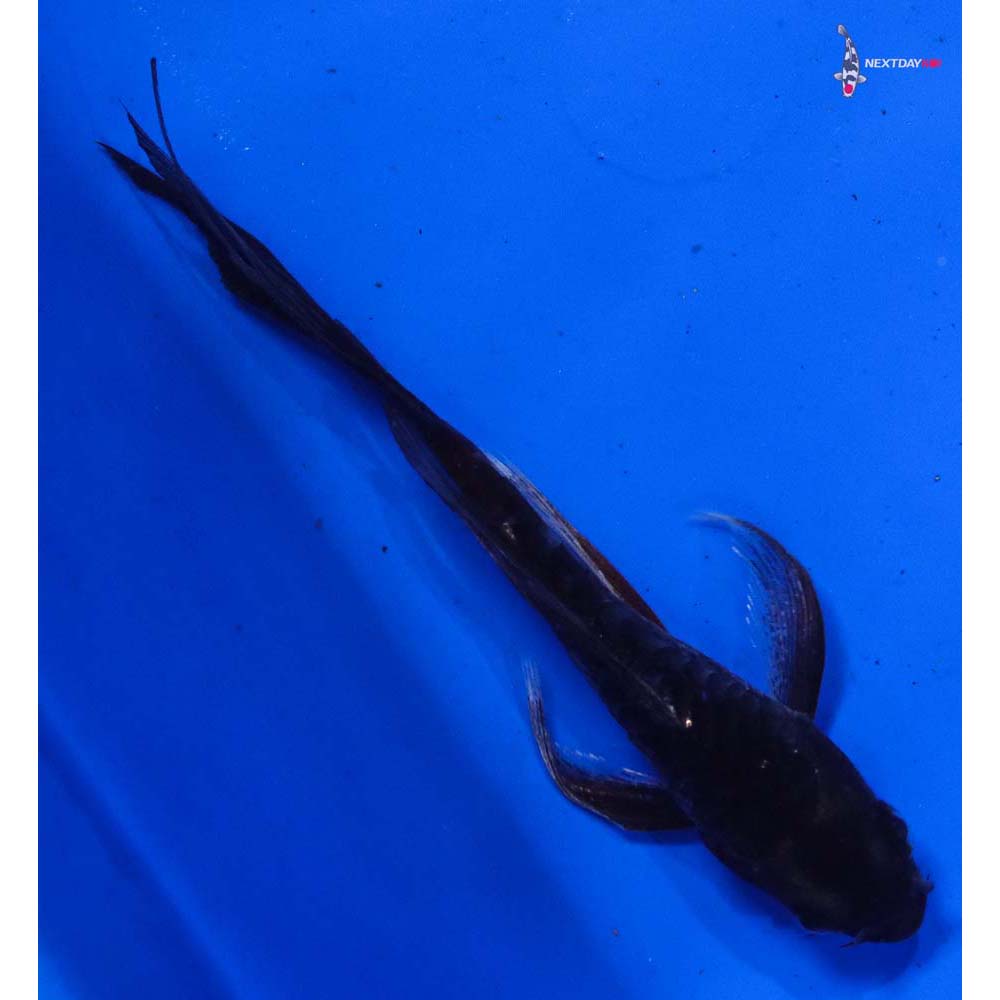 4.5” Imported Doitsu Karasu Butterfly Koi