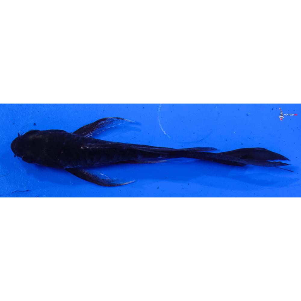 4.5” Imported Doitsu Karasu Butterfly Koi