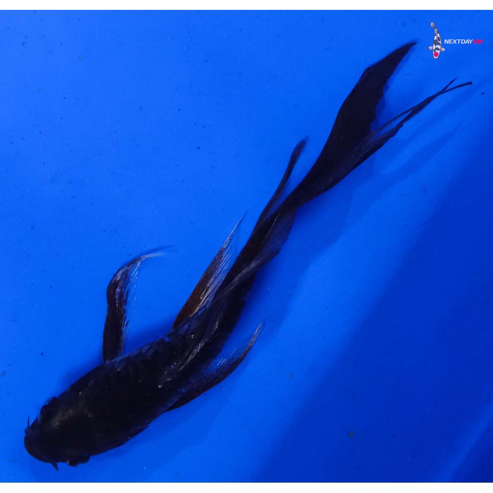 4.5” Imported Doitsu Karasu Butterfly Koi