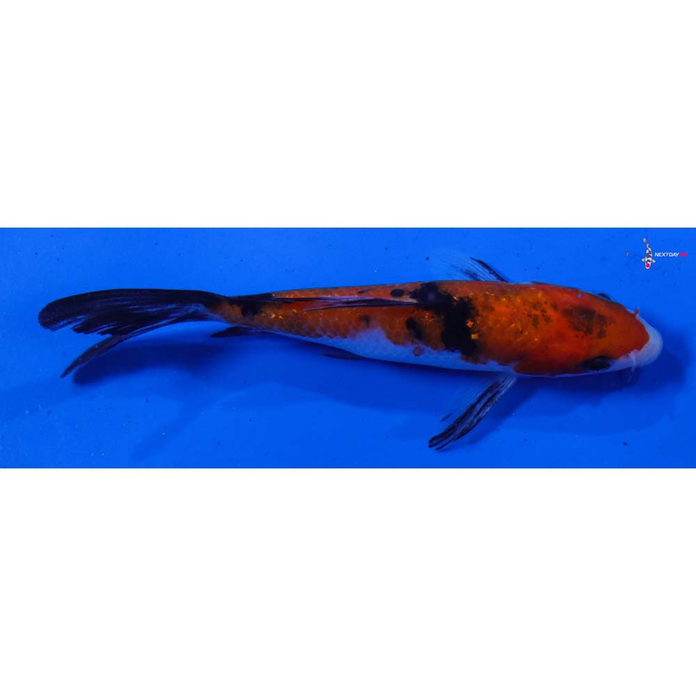 4.5” Imported Sanke Butterfly Koi